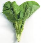 Amsoi