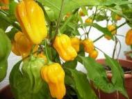 Madame jaenete peper 1kilo