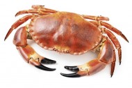 Krab