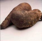 Yams 