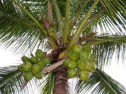 Aroy-D Young Coconut Meat in Syrup