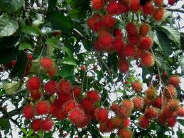 Aroy-D Rambutan in Syrup