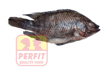 Tilapia Zwart