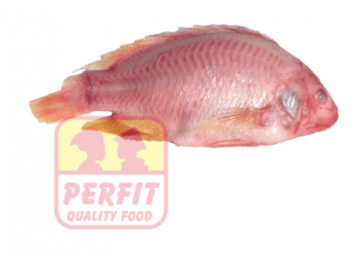 Tilapia Rood